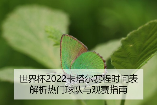 世界杯2022卡塔尔赛程时间表解析热门球队与观赛指南